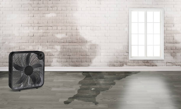 Best Mold removal after water damage  in Bayou Gauche, LA